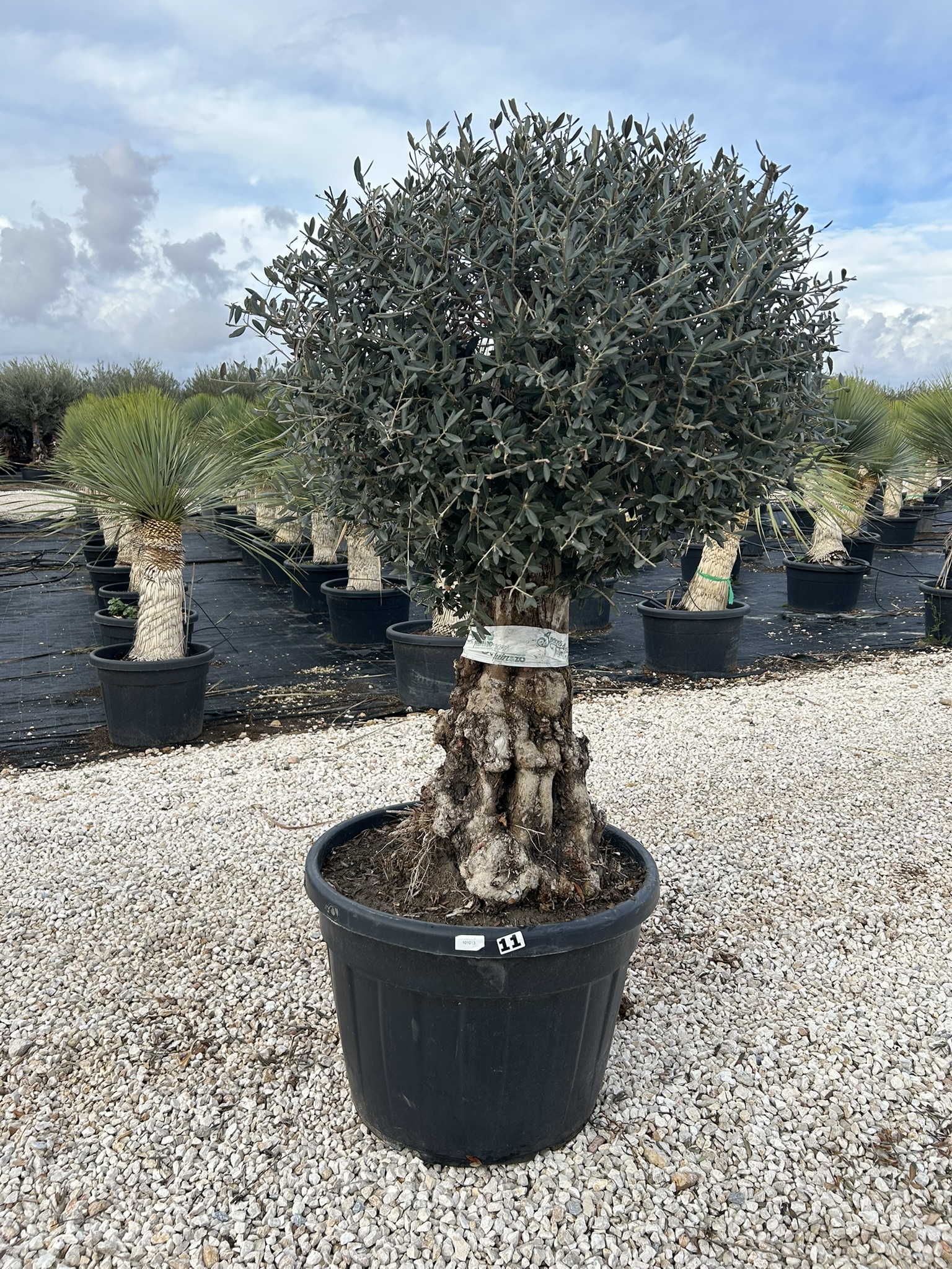 Olea europea Pata bola
